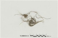 藏品(懸苔屬)的圖片